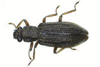 Hydrochus elongatus