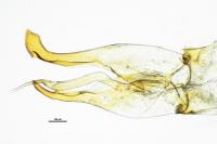 Hydrochus elongatus