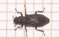 Hydrochus elongatus