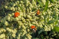 Coccinella septempunctata