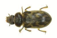 Heterocerus fenestratus