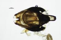 Heterocerus fenestratus
