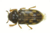 Heterocerus fusculus