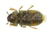 Heterocerus fusculus