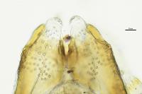 Heterocerus fusculus