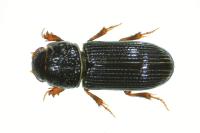 Pleurophorus caesus