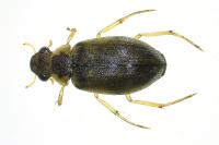 Berosus affinis