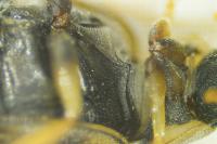 Berosus affinis