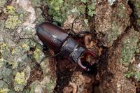 Lucanus cervus