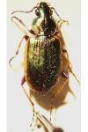 Agonum marginatum