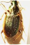 Agonum marginatum