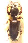 Dyschirius nitidus