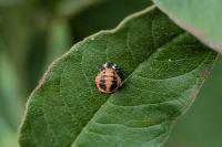 Harmonia axyridis