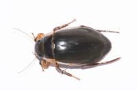Dytiscus marginalis