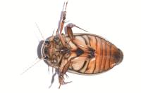 Dytiscus marginalis