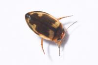 Hydroporus palustris
