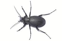 Carabus coriaceus