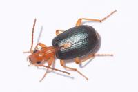 Brachinus sclopeta