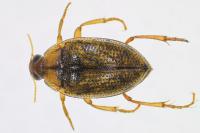 Haliplus lineatocollis