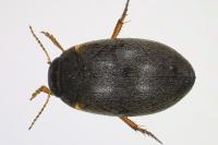Hydroporus