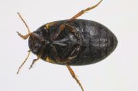 Hydroporus