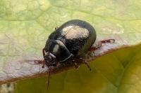 Chrysolina bankii