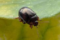 Chrysolina bankii