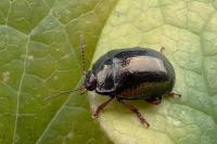 Chrysolina bankii