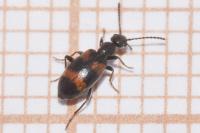 Anthicus laeviceps