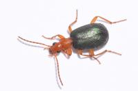 Brachinus explodens