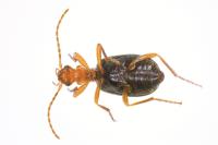 Brachinus explodens