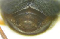 Brachinus explodens