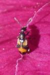 Anthicus antherinus