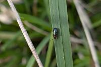 Oulema melanopus/duftschmidi