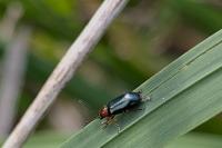 Oulema melanopus/duftschmidi