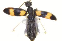 Anthicus laeviceps