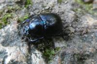 Anoplotrupes stercorosus