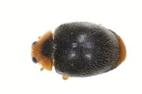 Scymnus haemorrhoidalis