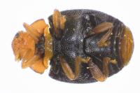 Scymnus haemorrhoidalis