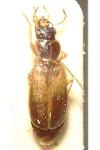 Badister sodalis