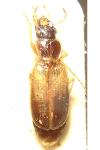 Badister sodalis