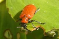 Lilioceris lilii