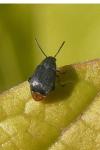 Bruchidius siliquastri