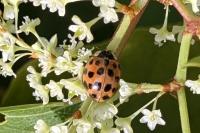 Harmonia axyridis