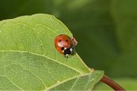 Coccinella septempunctata