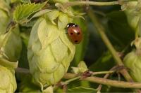 Coccinella septempunctata
