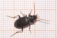 Nebria brevicollis