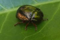 Chrysolina bankii