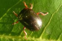 Chrysolina bankii