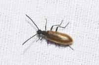 Lagria hirta